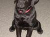 Labrador retriever Bella