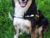 Blanding af racer Basil *R.I.P* [ Himmelhund]