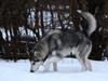 Alaskan malamute Uniq