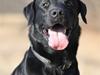 Labrador retriever Micki (Codys Der Mann)