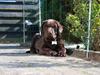 Labrador retriever Paris Labrador retriever Paris