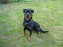 Rottweiler Shiela (Himmelhund)