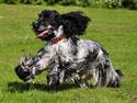 Cocker spaniel Castello
