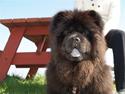 Chow chow DashOfHeart