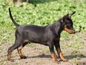 Dvaergpinscher Yogi