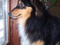 Shetland sheepdog BATMANN
