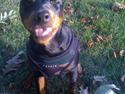 Dvaergpinscher Oscar *Himmelhund*