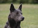 Australsk kelpie Xela