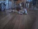 Welsh springer spaniel NIkko