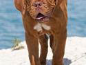 Dogue de bordeaux Boucheron R.I.P.
