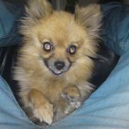 Pomeranian Diva