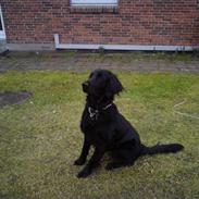 Flat coated retriever Muffie ´"flyttet"