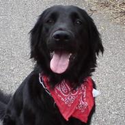 Flat coated retriever Muffie ´"flyttet"