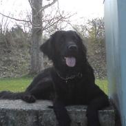 Flat coated retriever Muffie ´"flyttet"