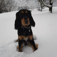 Cocker spaniel Luna