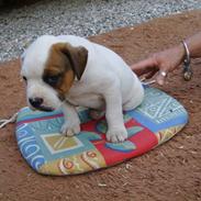 Amerikansk bulldog Tiger