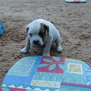 Amerikansk bulldog Tiger