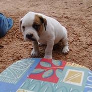 Amerikansk bulldog Tiger