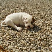 Amerikansk bulldog Tiger