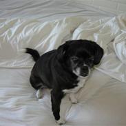 Blanding af racer Juni