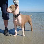 Amerikansk staffordshire terrier Jack