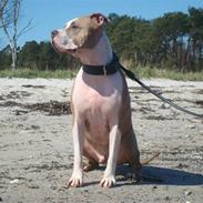 Amerikansk staffordshire terrier Jack