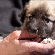 Islandsk fårehund Fala