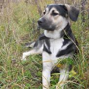 Blanding af racer Zenta