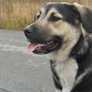 Blanding af racer Zenta