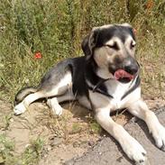 Blanding af racer Zenta