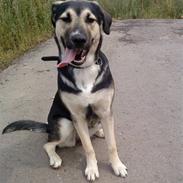 Blanding af racer Zenta