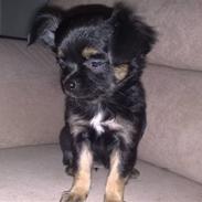 Chihuahua Alma
