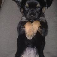 Chihuahua Alma