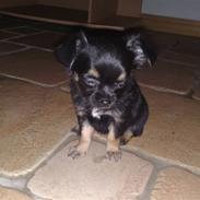 Chihuahua Alma