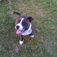 Staffordshire bull terrier Poseidon