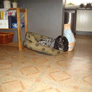Cocker spaniel Mille