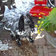 Cocker spaniel Mille