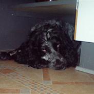 Cocker spaniel Mille