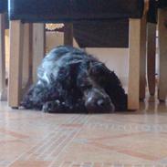 Cocker spaniel Mille