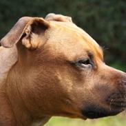 Amerikansk staffordshire terrier Nala