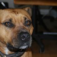 Amerikansk staffordshire terrier Nala