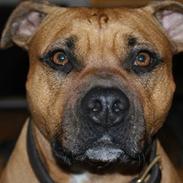 Amerikansk staffordshire terrier Nala