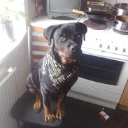 Rottweiler bling lund lorentsen