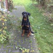 Rottweiler bling lund lorentsen