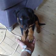 Rottweiler bling lund lorentsen