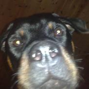 Rottweiler bling lund lorentsen