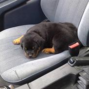 Rottweiler bling lund lorentsen