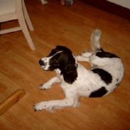 Field Trial spaniel tymmon