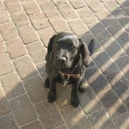 Blanding af racer Buller