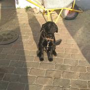 Blanding af racer Buller